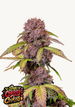 Samen 3x Lemon Cherry Cookies Automatik Fast Buds